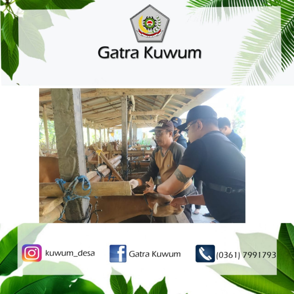 KEGIATAN VAKSIN PMK DI DESA KUWUM (BR. KUWUM & BR. NYELATI)